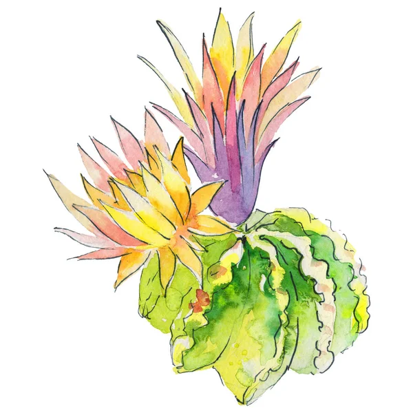 suluboya kaktüs çiçeği