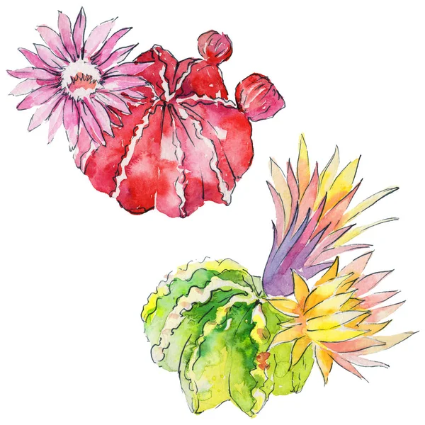 suluboya kaktüs çiçek