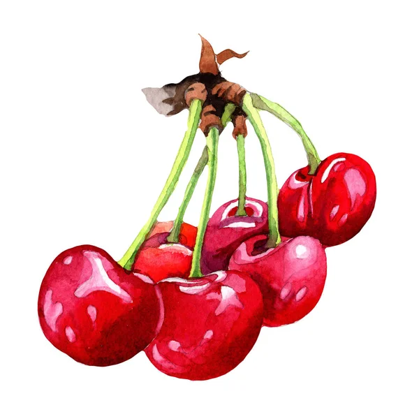 Aquarel Cherry fruit — Stockfoto