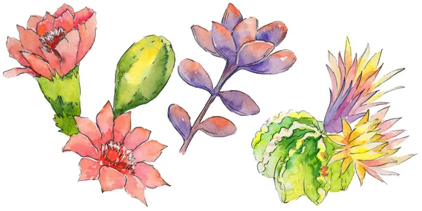 Красочные цветы кактуса — стоковое фото