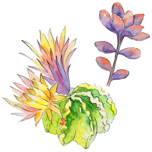 Aquarel cactus bloemen — Stockfoto