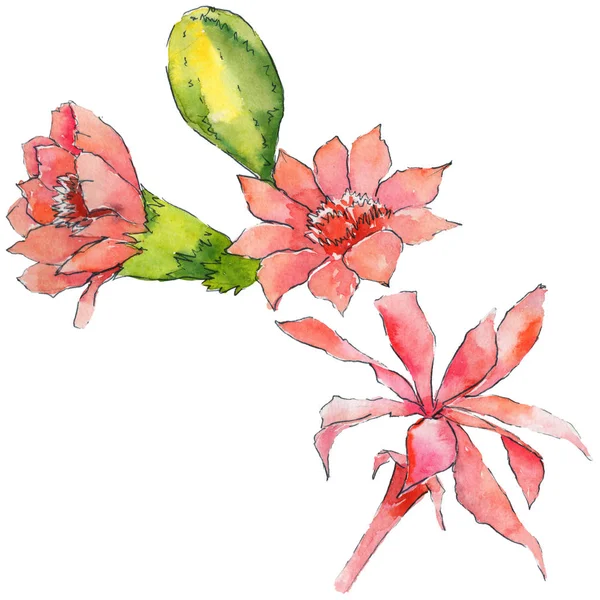 Kwiaty w akwarela Kaktus — Zdjęcie stockowe