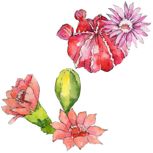 水彩のサボテンの花 — ストック写真