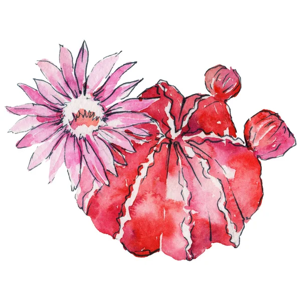 suluboya kaktüs çiçek