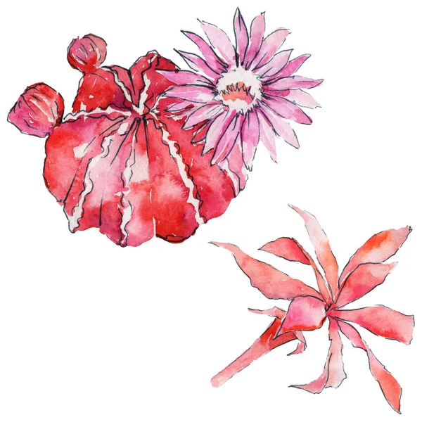 Дикі акварельні квіти кактуса — стокове фото