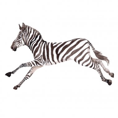 Egzotik zebra vahşi hayvan izole bir suluboya tarzında.