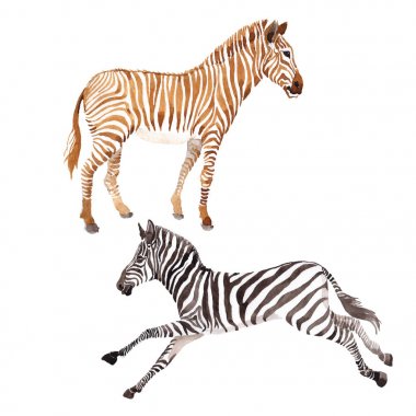 Egzotik zebra vahşi hayvan izole bir suluboya tarzında.