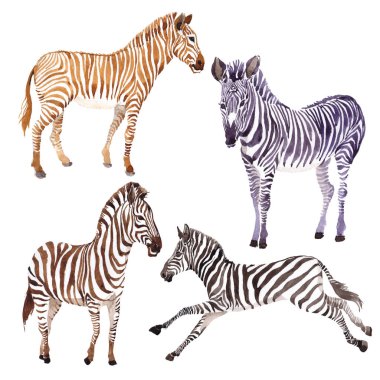 Egzotik zebra vahşi hayvan izole bir suluboya tarzında.