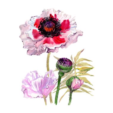 Kır çiçeği haşhaş çiçek izole bir suluboya tarzında.