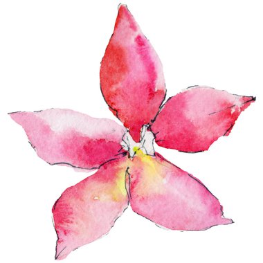 suluboya tarzında orkide çiçek