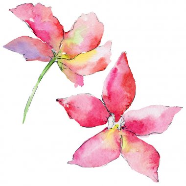 suluboya tarzında orkide çiçek