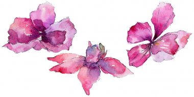 suluboya tarzında orkide çiçek