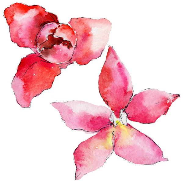 Flor de orquídea em um estilo aquarela — Fotografia de Stock
