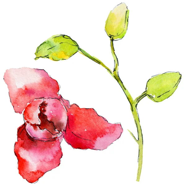 Fleur d'orchidée dans un style aquarelle — Photo