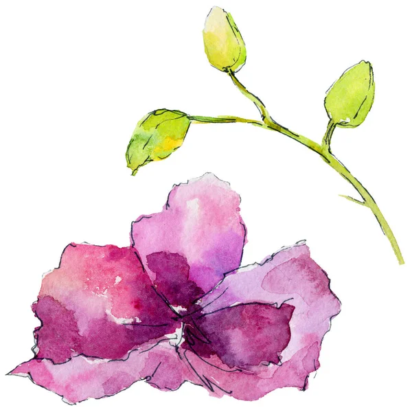 Flor de orquídea em um estilo aquarela — Fotografia de Stock