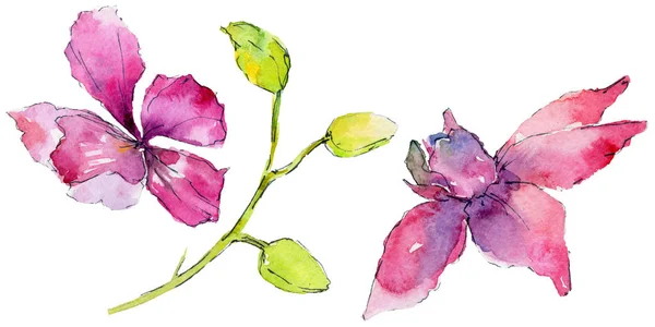 Flor de orquídea em um estilo aquarela — Fotografia de Stock