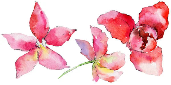 Fleur d'orchidée dans un style aquarelle — Photo