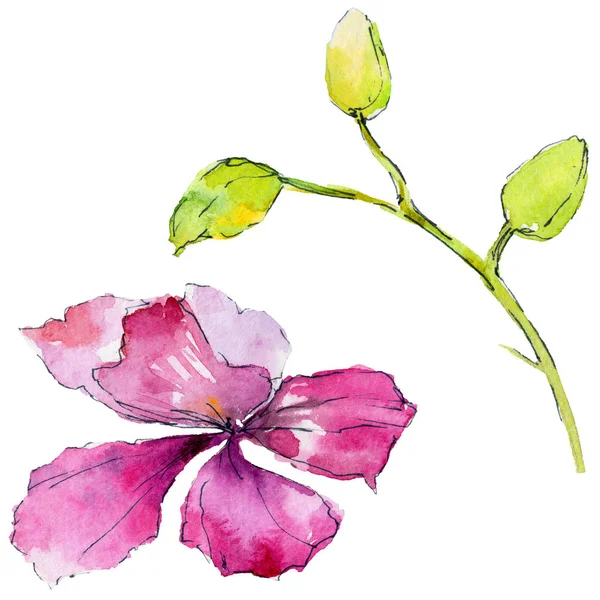 Fleur d'orchidée dans un style aquarelle — Photo