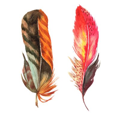 Suluboya kuş tüyü izole kanat üzerinden.