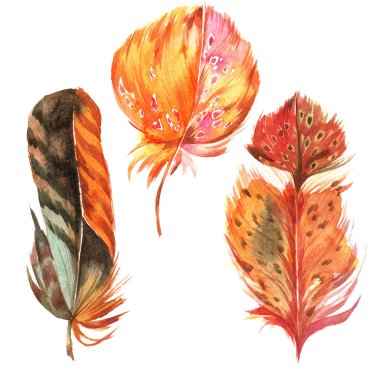 Suluboya kuş tüyü izole kanat üzerinden.