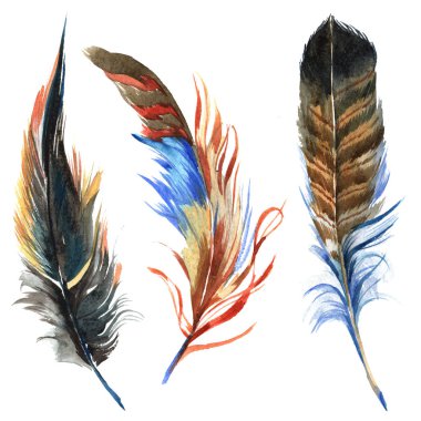Suluboya kuş tüyü izole kanat üzerinden.