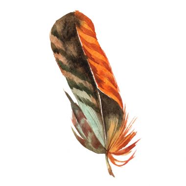 Suluboya kuş tüyü izole kanat üzerinden.