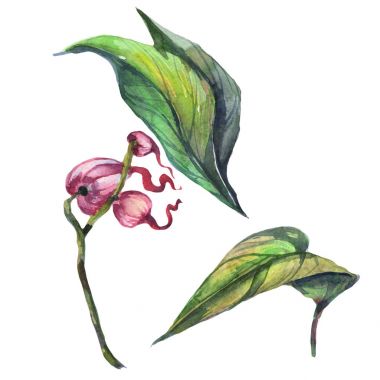 Kır çiçeği orkide çiçek izole bir suluboya tarzında.