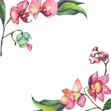 Kır çiçeği orkide çiçek çerçeve suluboya tarzında.