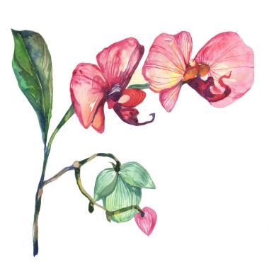 Kır çiçeği orkide çiçek izole bir suluboya tarzında.