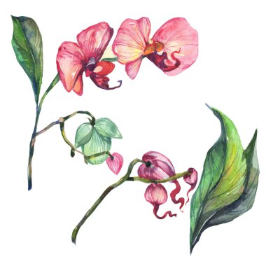 Kır çiçeği orkide çiçek izole bir suluboya tarzında.