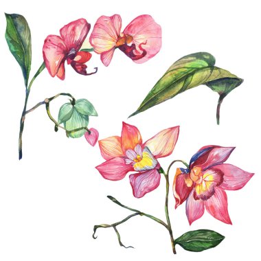 Kır çiçeği orkide çiçek izole bir suluboya tarzında.