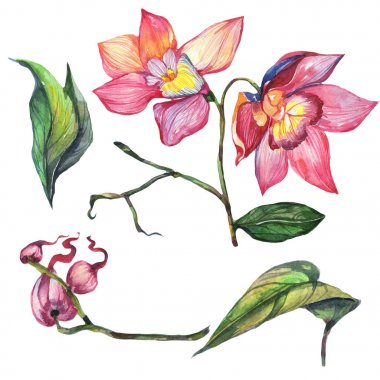 Kır çiçeği orkide çiçek izole bir suluboya tarzında.