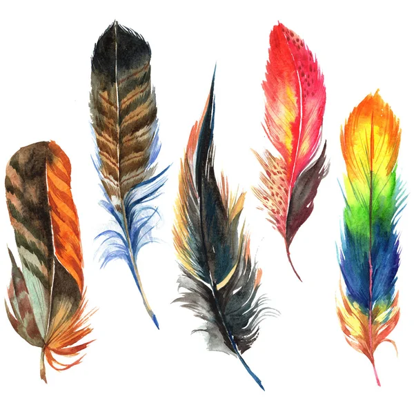 Suluboya kuş tüyü izole kanat üzerinden.