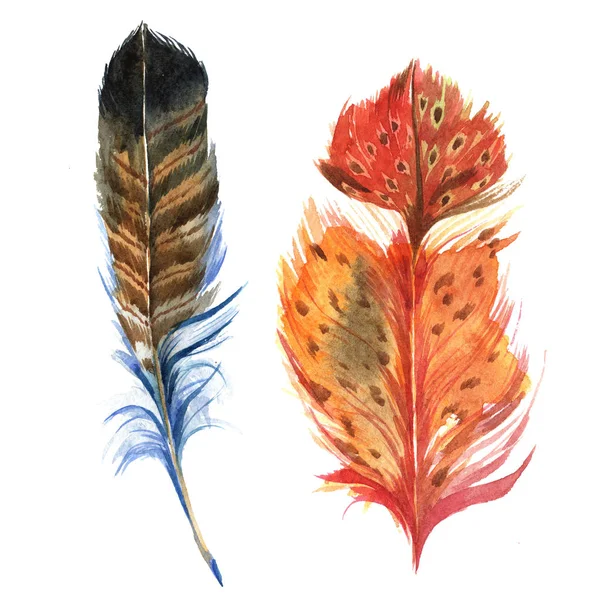 Suluboya kuş tüyü izole kanat üzerinden.