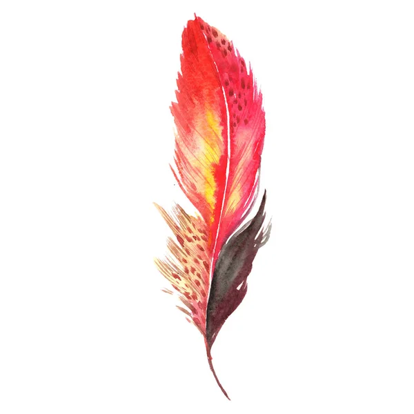 고립 된 날개에서 수채화 새 깃털. — 스톡 사진