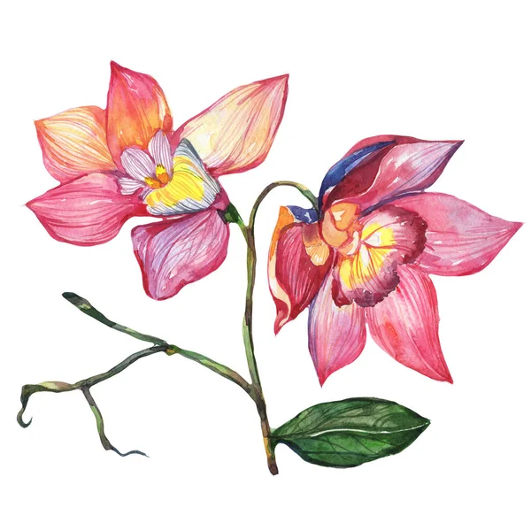 Kır çiçeği orkide çiçek izole bir suluboya tarzında.