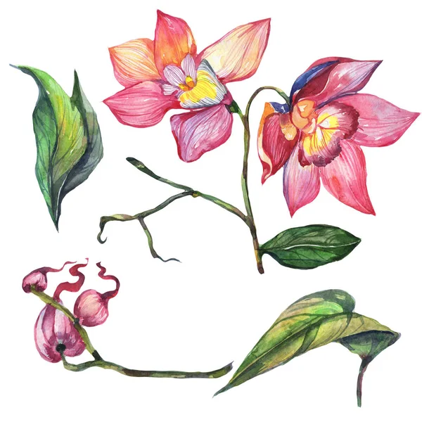 Kır çiçeği orkide çiçek izole bir suluboya tarzında.