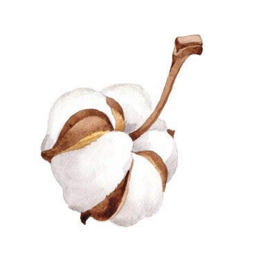 Kır çiçeği pamuk çiçek izole bir suluboya tarzında.