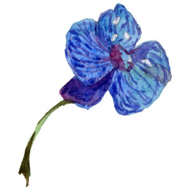Kır çiçeği orkide çiçek izole bir suluboya tarzında.