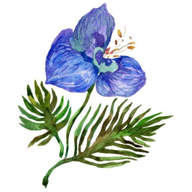 Kır çiçeği orkide çiçek izole bir suluboya tarzında.