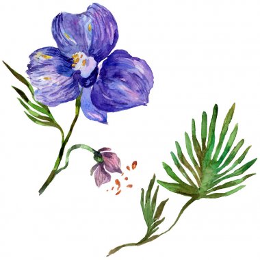 Kır çiçeği orkide çiçek izole bir suluboya tarzında.