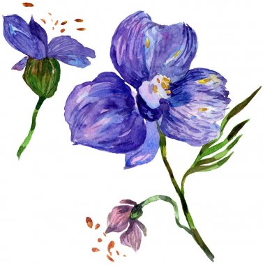 Kır çiçeği orkide çiçek izole bir suluboya tarzında.