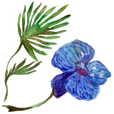 Kır çiçeği orkide çiçek izole bir suluboya tarzında.