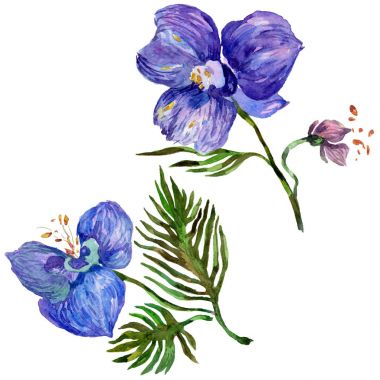 Kır çiçeği orkide çiçek izole bir suluboya tarzında.