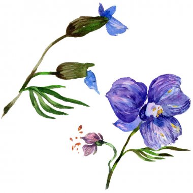 Kır çiçeği orkide çiçek izole bir suluboya tarzında.