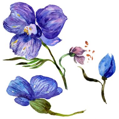 Kır çiçeği orkide çiçek izole bir suluboya tarzında.