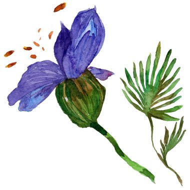 Kır çiçeği orkide çiçek izole bir suluboya tarzında.