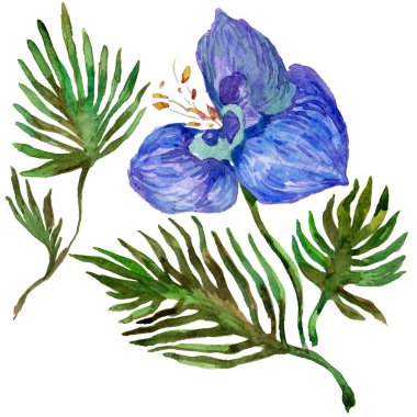 Kır çiçeği orkide çiçek izole bir suluboya tarzında.