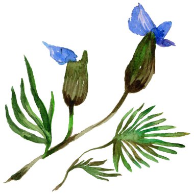 Kır çiçeği orkide çiçek izole bir suluboya tarzında.