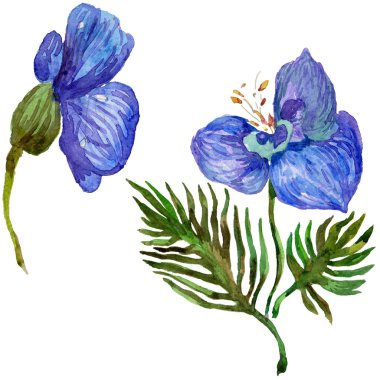 Kır çiçeği orkide çiçek izole bir suluboya tarzında.